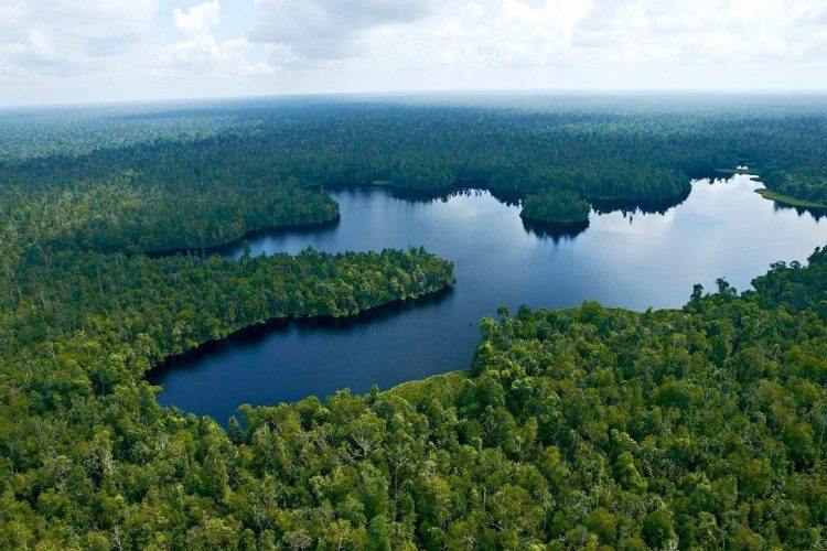 Dibentuk pada tahun 2013 oleh Grup APRIL dan terletak di pesisir timur pulau Sumatra, RER merupakan area hutan seluas 150.693 hektar yang terletak di dua wilayah. Area seluas 130.095 hektar berada di tengah blok hutan yang membentang 344.573 hektar di Semenanjung Kampar