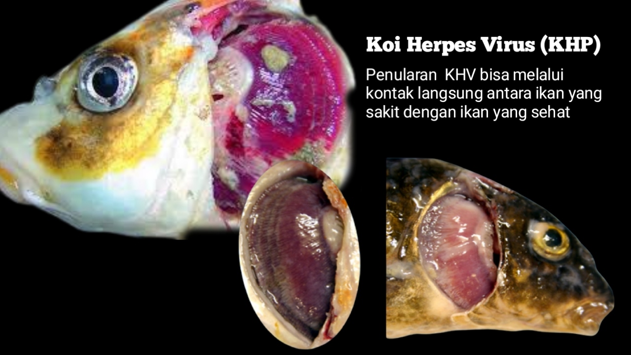 Apa itu Koi Herpes Virus (KHV)