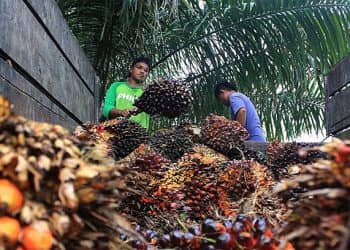 Pajak sawit riau harga