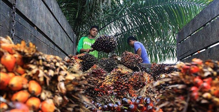 Pajak sawit riau harga