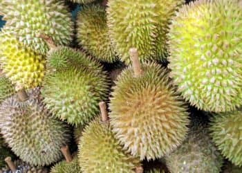 Produksi buah durian di Riau