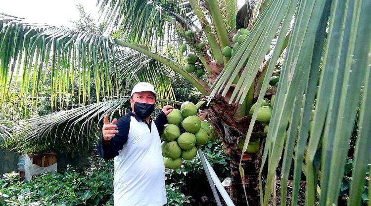 kelapa pandan wangi