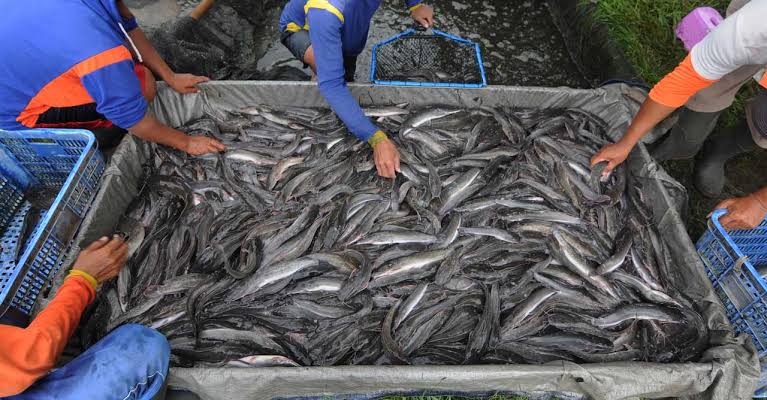 Teknik Dasar Budidaya Ikan Lele Di Ember Lengkap Dengan Cara Pembuatan Tempat Hingga Panen 8427