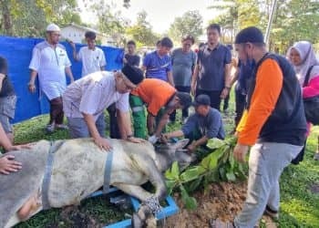 Pelaksanaan pemotongan hewan kurban di masjid Attaqwa Townsite 1, Pangkalan Kerinci, Pelalawan disaksikan oleh Operational and Mill Support Director RAPP Mhd. Ali Shabri (kiri depan).