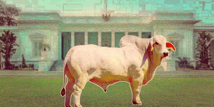 Sapi kurban jokowi