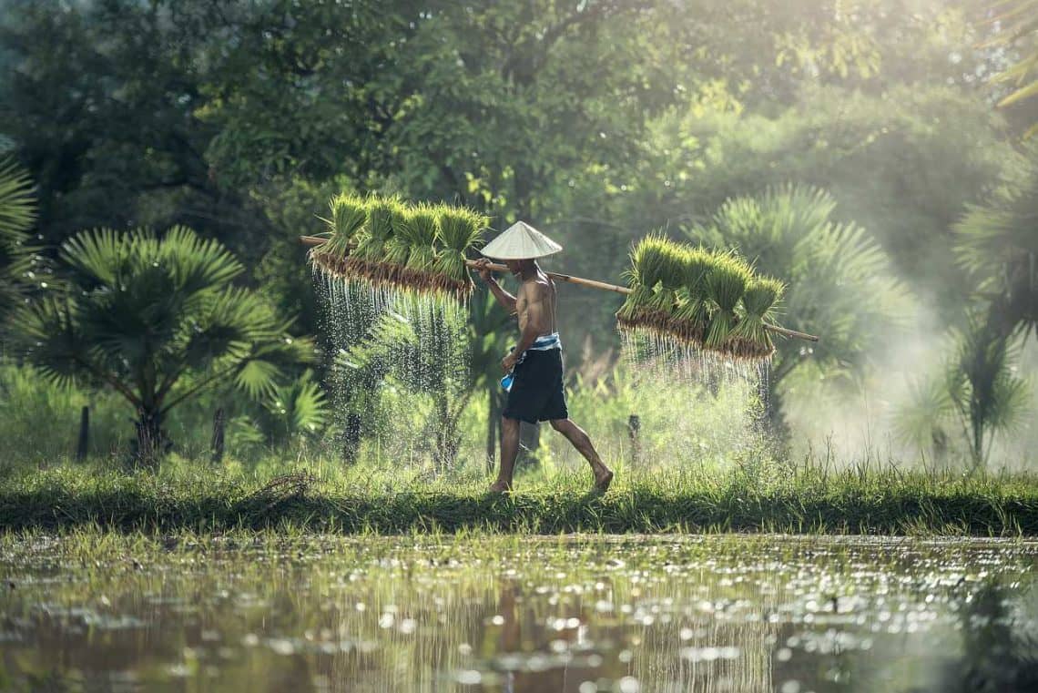 Daya beli petani riau