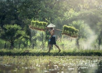 Daya beli petani riau