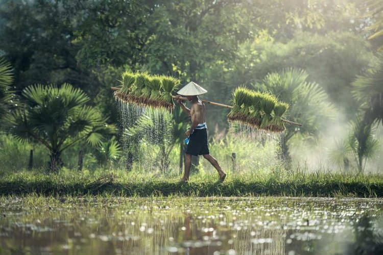 Daya beli petani riau