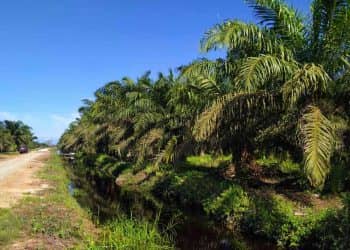 kebun sawit masyarakat, turun naik harga sawit