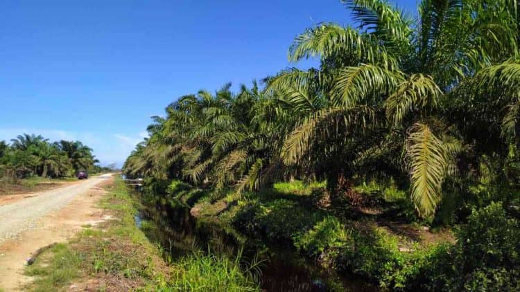 kebun sawit masyarakat, turun naik harga sawit