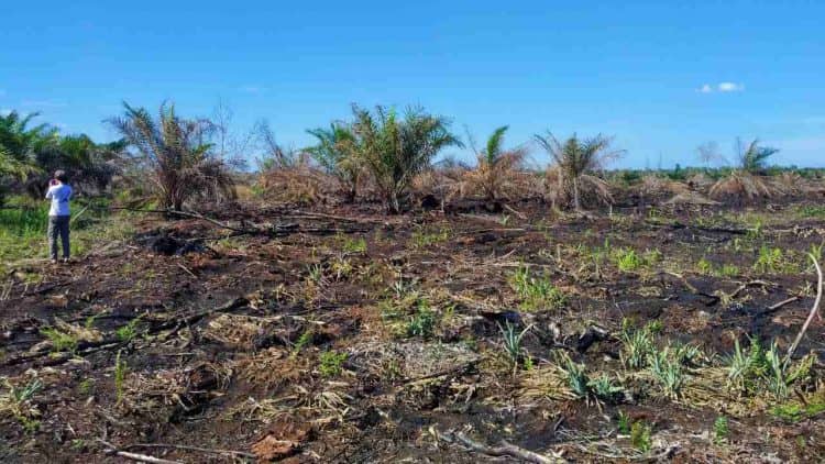 Kebakaran lahan dumai