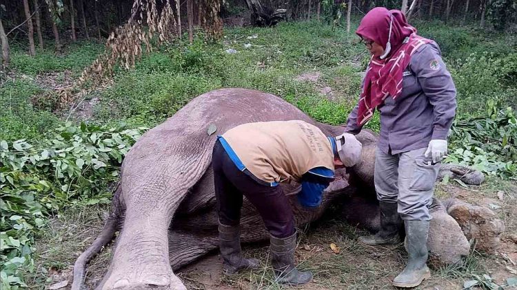 Gajah mati pelalawan