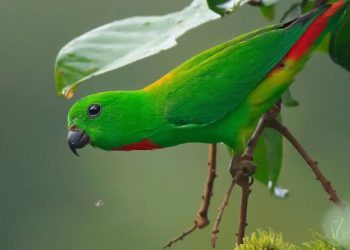 Burung Serindit Diusulkan Jadi Maskot Porwil XI Sumatera