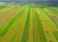 sawah di pulau Mendol