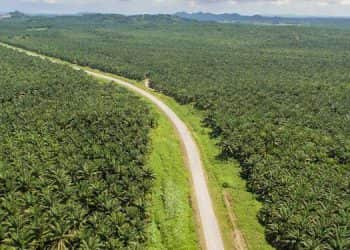 Sawit Kawasan hutan