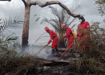 5 Hektare Lahan di Pekanbaru Terbakar Akibat Cuaca Panas Ekstrem