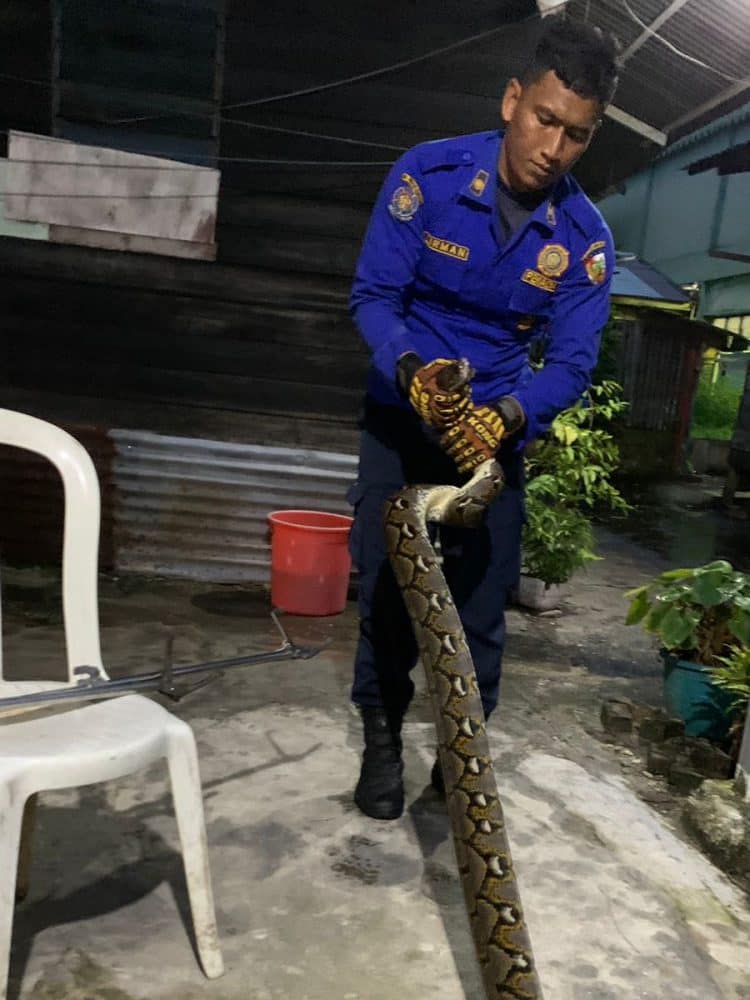 Ular Piton Besar Menyusup ke Dapur Warga di Pekanbaru