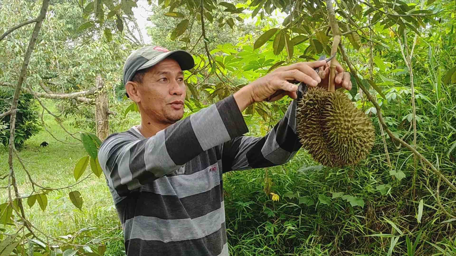 Panen buah durian montong