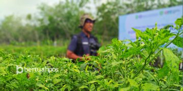 Sensus Pertanian Riau 2023: Petani Milenial Terbanyak Ada di Inhil