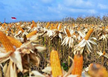 Data Pertumbuhan Jumlah Petani di Riau 2023