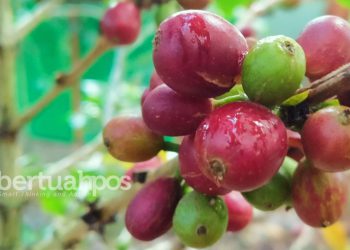 Daya Beli Petani di Riau Menguat