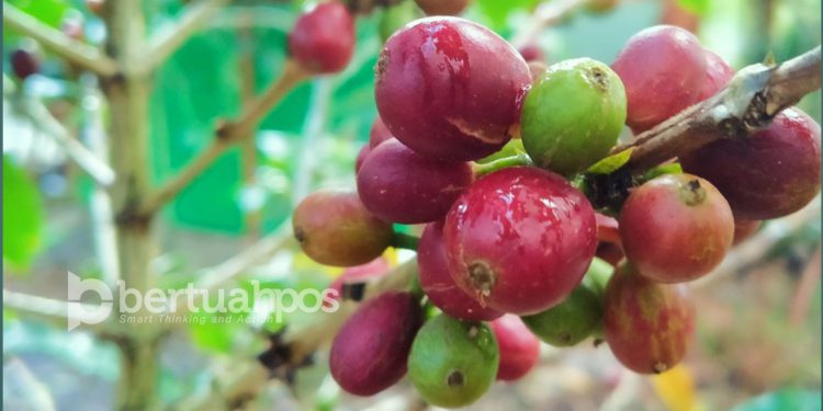 Daya Beli Petani di Riau Menguat