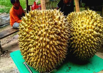 harga durian montong kampar