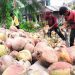 Harga Komoditas Perkebunan Riau: Kelapa Butiran Turun, Kopra dan Pinang Naik