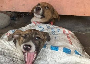 Kontroversi Rumah Jagal Anjing di Pekanbaru: Warga Resah, Pemilik Sebut Video Lama