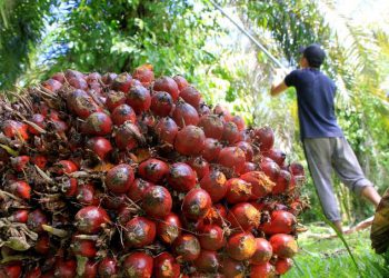 Mantap, Harga TBS Kelapa Sawit di Riau Kembali Naik