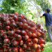 Mantap, Harga TBS Kelapa Sawit di Riau Kembali Naik