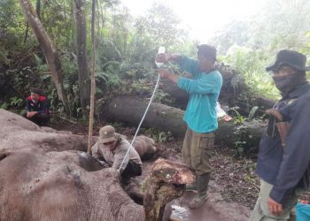 Kronologi Tewasnya Gajah di TNTN