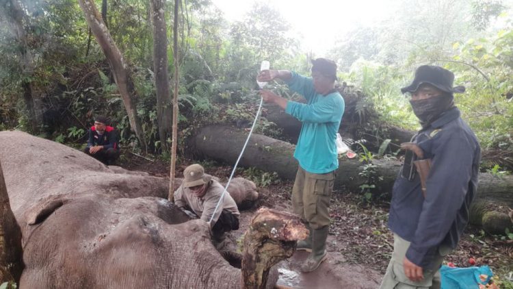 Kronologi Tewasnya Gajah di TNTN