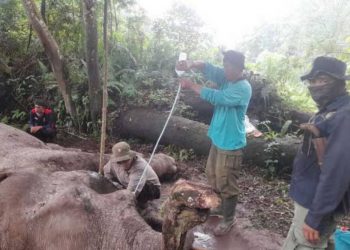 lokasi taman nasional Tesso Nilo