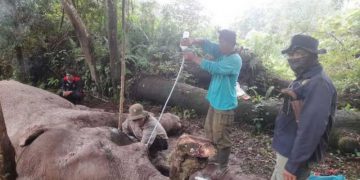 lokasi taman nasional Tesso Nilo