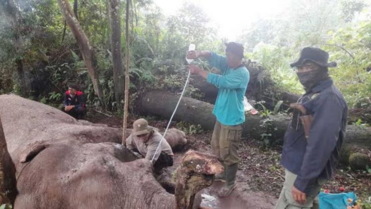 lokasi taman nasional Tesso Nilo