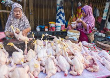 Harga Daging Ayam Potong di Pekanbaru Meroket