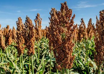 sorghum