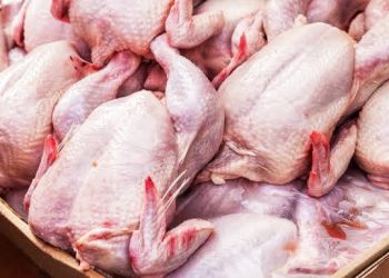 harga ayam potong