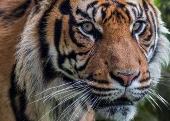 harimau terobos masuk rumah warga