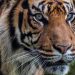 harimau terobos masuk rumah warga