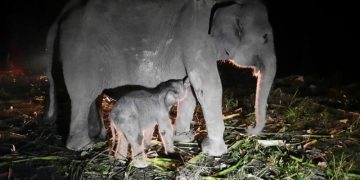 Bayi Gajah Betina Lahir di Pusat Konservasi Gajah Sebanga