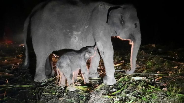 Bayi Gajah Betina Lahir di Pusat Konservasi Gajah Sebanga