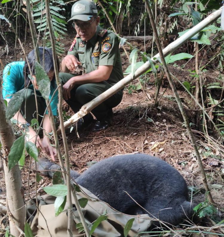 Seekor Beruang Madu Berhasil Diselamatkan dari Jerat di Kebun Karet