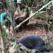 Seekor Beruang Madu Berhasil Diselamatkan dari Jerat di Kebun Karet