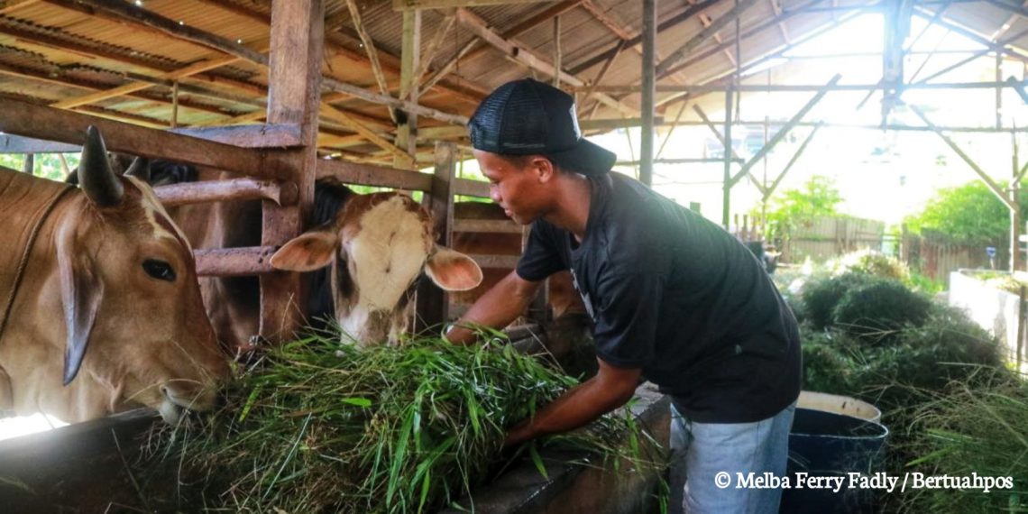 harga sapi kurban. Riau Siapkan Model Ekonomi Baru Sawit–Sapi, Tujuh Klaster SISKA Jadi Uji Coba Dongkrak Populasi Ternak
