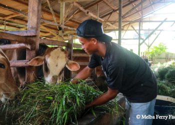 harga sapi kurban