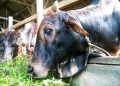 harga sapi kurban 2024