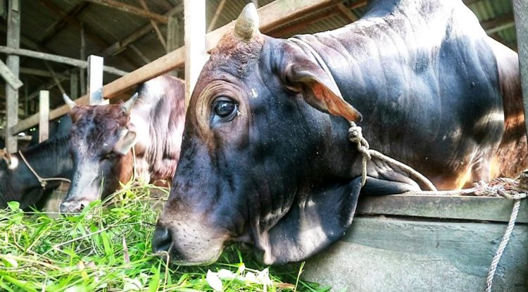 harga sapi kurban 2024