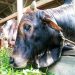 harga sapi kurban 2024